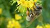 Boštjan Noč: Trije kršitelji pravil ne odražajo dela 11.300 slovenskih čebelarjev