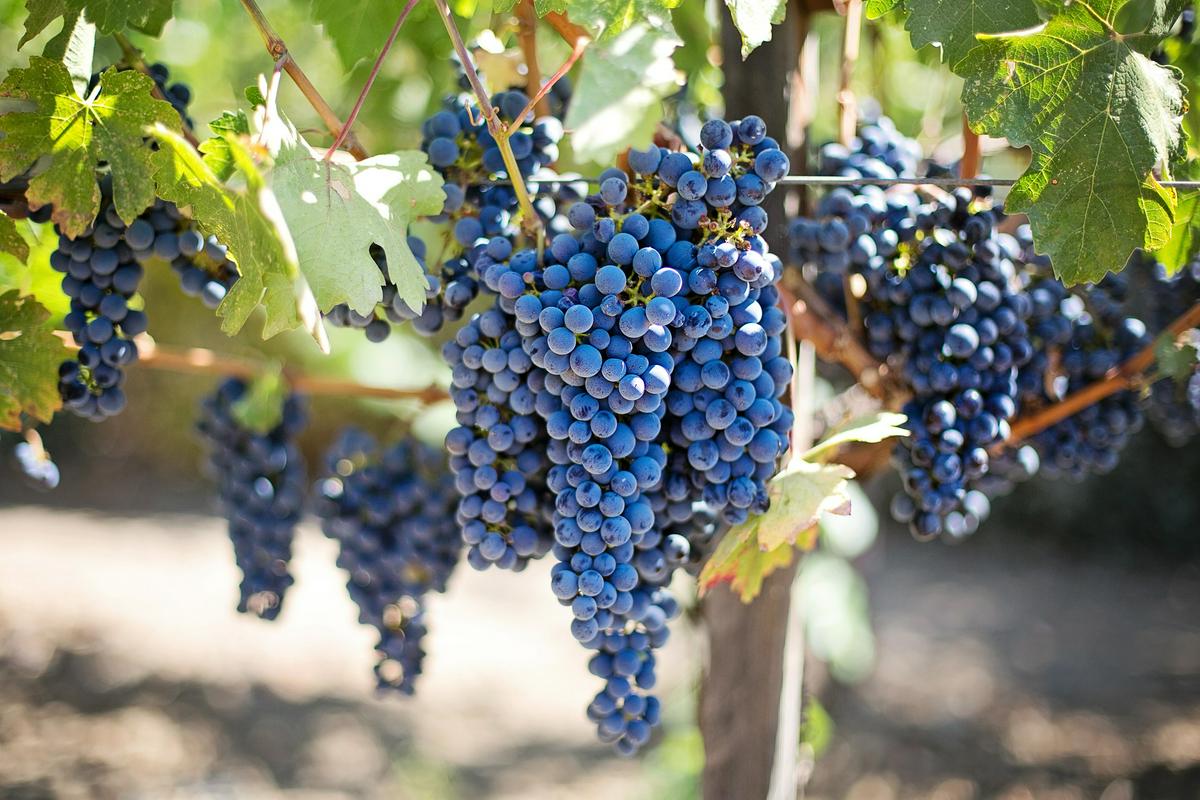 Vinska trta. Foto: Pixabay