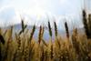 Na kmetijskem ministrstvu krizni sestanek zaradi madžarskih dobav pšenice