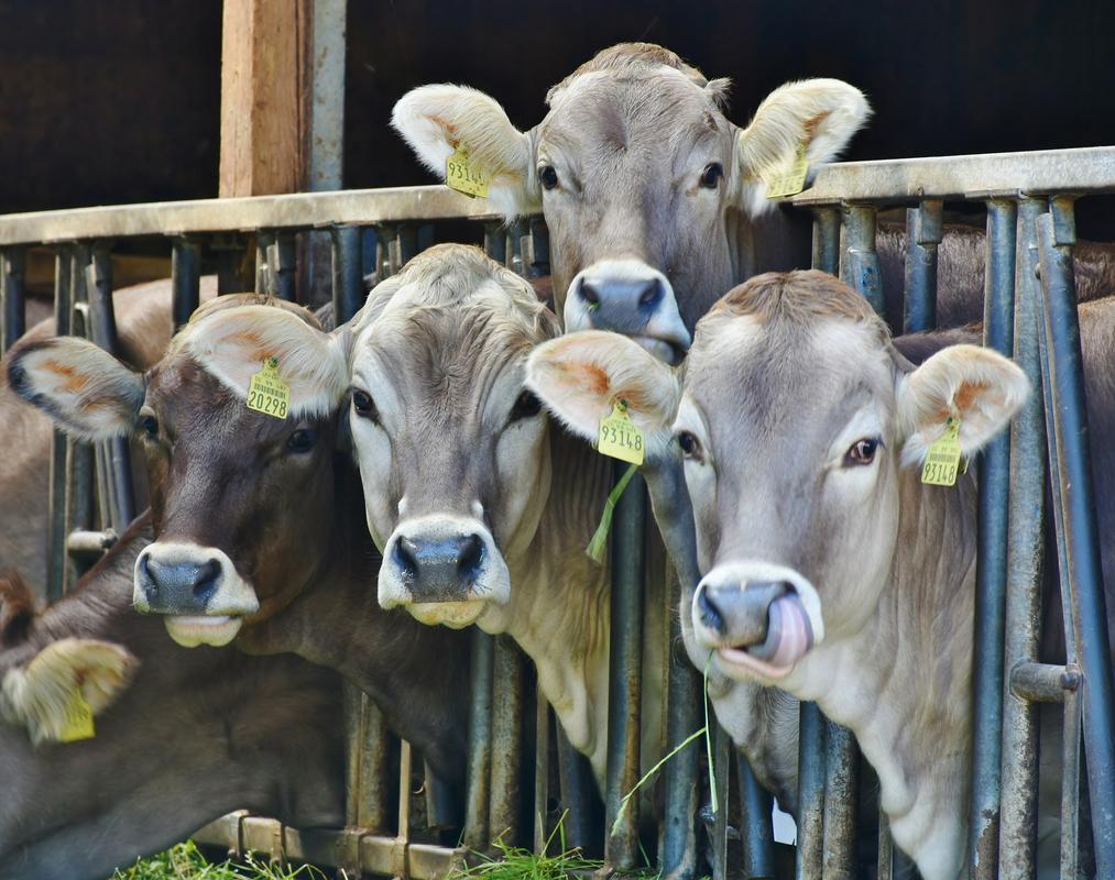 Z vidika ogljičnega odtisa je daleč najbolj problematično govedo, zato tudi okoljski strokovnjaki uporabo mesa in mlečnih izdelkov odsvetujejo. Foto: Pixabay