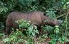 Izumrl je sumatrski nosorog v Maleziji