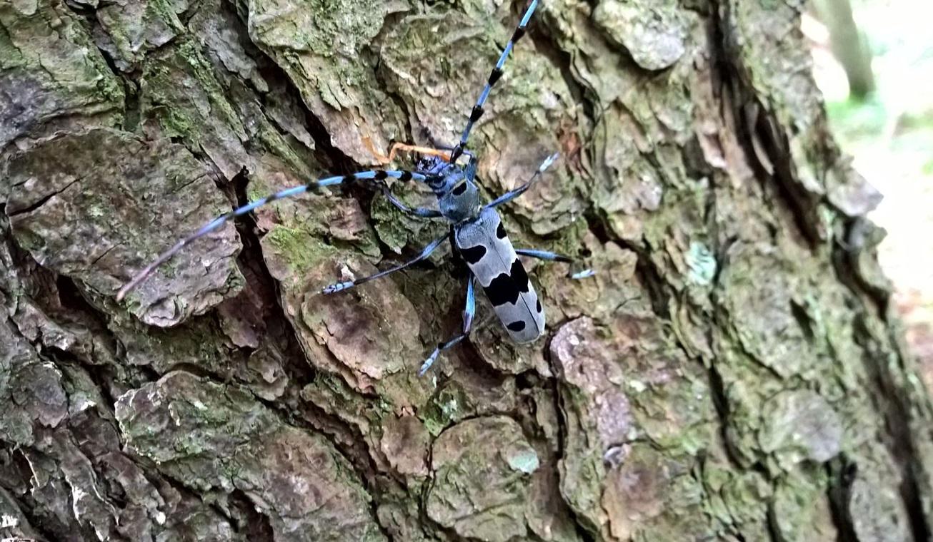 Na grobem lubju drevesnega debla je majhna žuželka, imenovana alpski kozliček. Je podolgovate oblike, črnikasto modre barve s sivkastimi lisami, ima drobno glavo in velike tipalke. Foto: iz dokumentarnega filma Kočevski pragozd, arhiv TV Slovenija