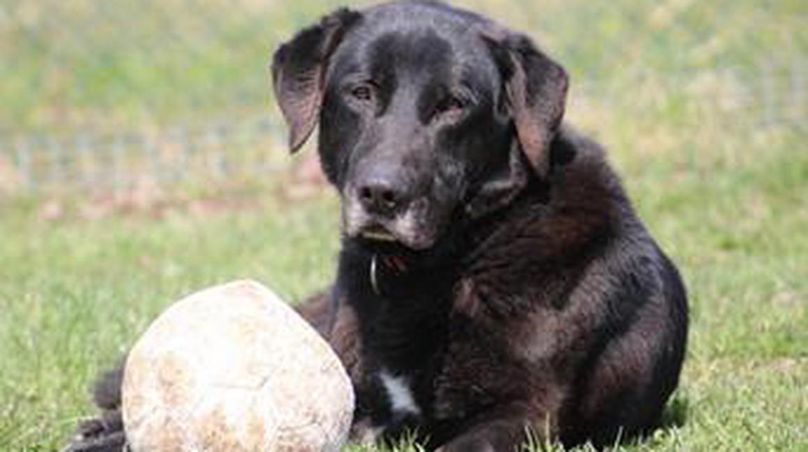 The oldest dog in the shelter, Hrust Foto: Arhiv avtorja/Zavetišče Ljubljana