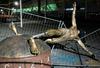 V Malmöju zrušili kip Zlatana Ibrahimovića