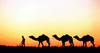 Vročinski val ogroža gorečo Avstralijo, kjer zaradi suše pobijajo žejne kamele