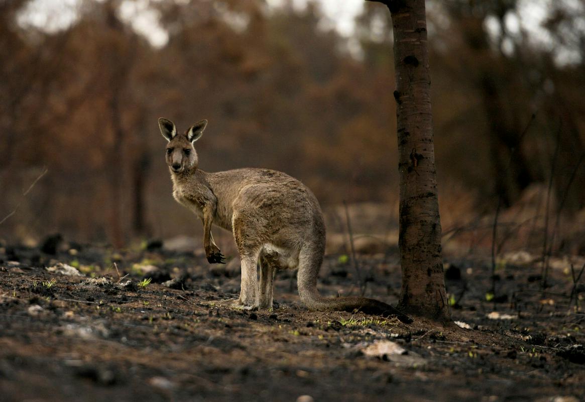 Po ocenah strokovnjakov naj bi med požari v Avstraliji poginila tudi okoli milijarda živali. Foto: Reuters