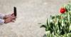 Razstava tulipanov odpira sezono v Mozirskem gaju