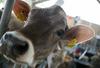 Na kmetiji blizu Krškega so veterinarski inšpektorji odvzeli 24 glav goveda