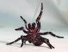 Vročina in vlaga ustvarili idealne razmere za razmah smrtonosnih pajkov
