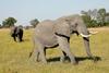 V Bocvani je umrlo veliko slonov
