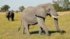 Bocvana bo dovolila lov na slone, da bi omilila škodo za ljudi
