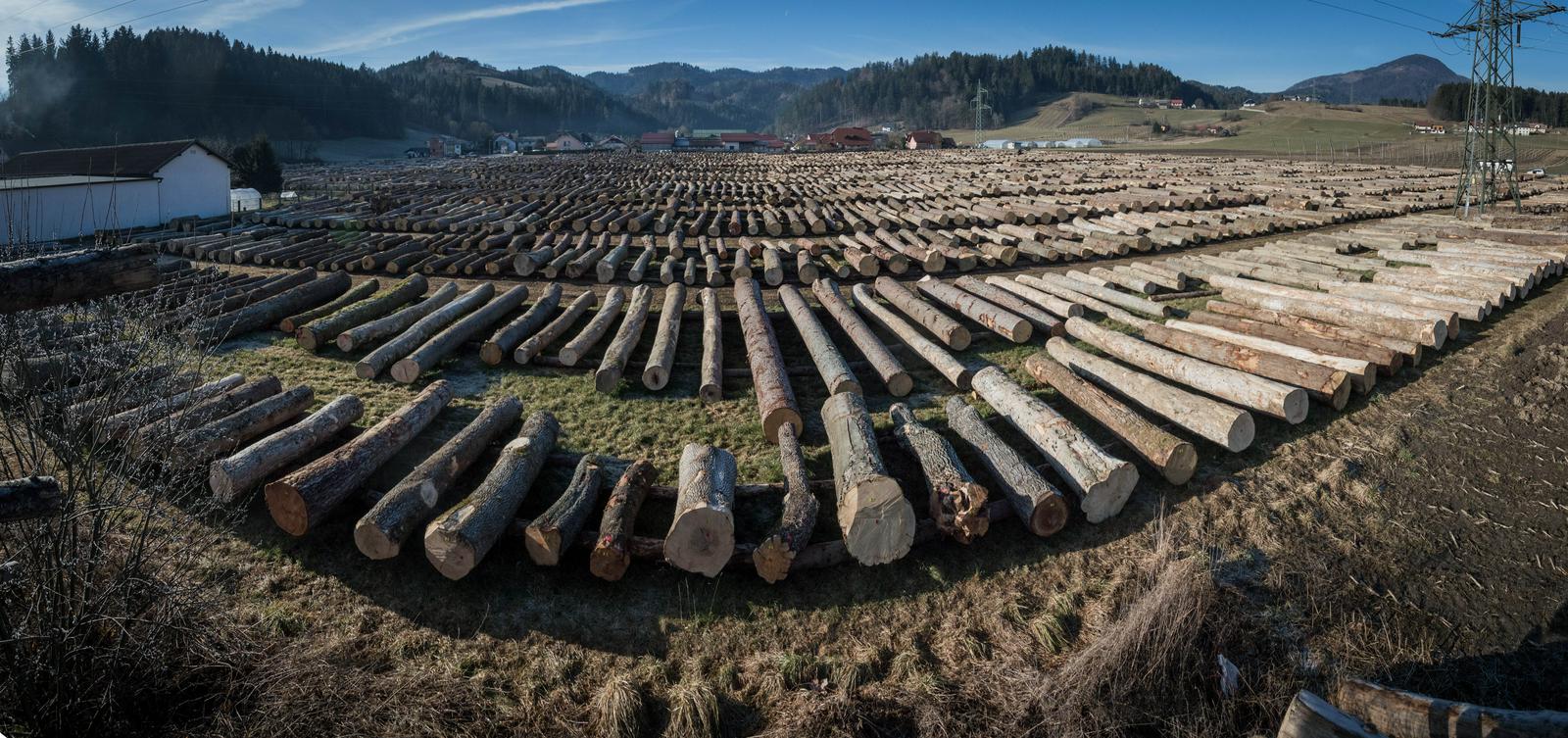 14. licitacija najvrednejših sortimentov lesa je presegla vsa pričakovanja. Foto: ZGS/Boris Rantaša