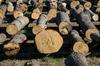 Sloles opozarja na padanje cen žaganega lesa iglavcev in svari pred novo krizo žagarskih obratov