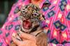 Veselje v mehiškem živalskem vrtu: rojstvo tigra Covida