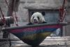 Vesela novica iz Kitajske: skotili sta se dve pandi