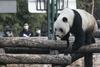 Zaradi motene oskrbe z bambusom Kanadčani pandi vračajo na Kitajsko