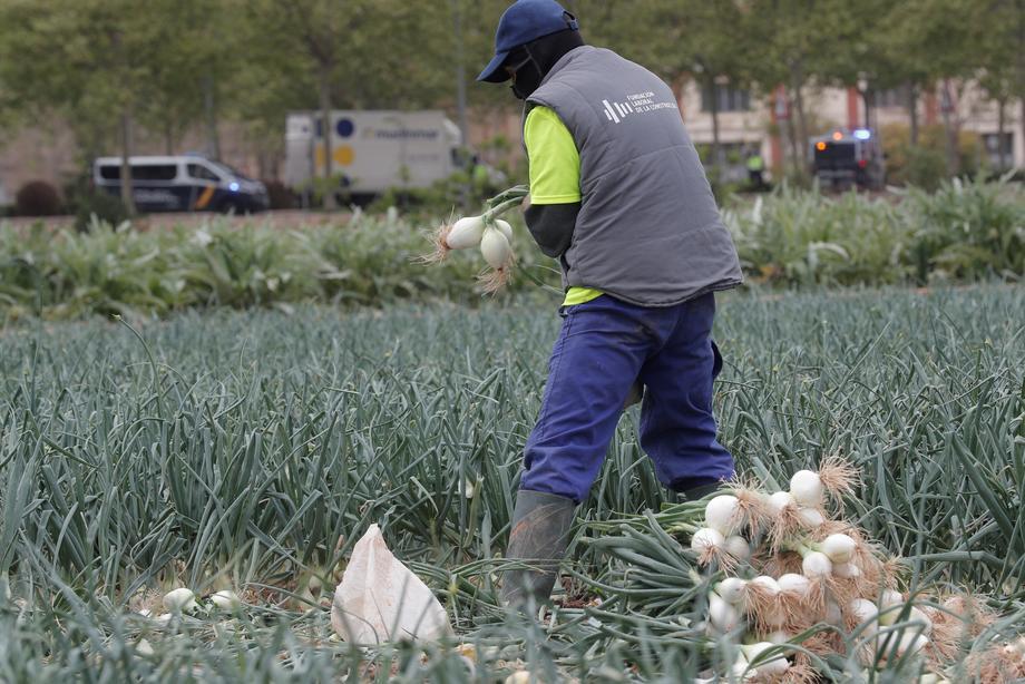 Pobiranje čebule v Valencii v Španiji. Foto: EPA