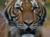 Tigrica v živalskem vrtu pozitivna - okužil naj bi jo oskrbnik