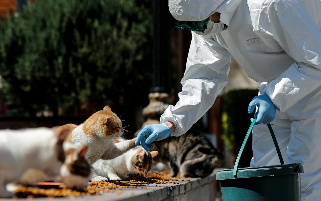 Carigrajski komunalni delavec hrani potepuške mačke. Foto: Reuters
