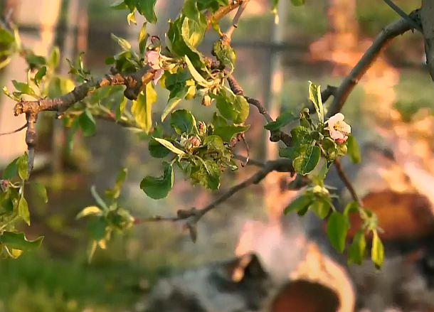 V Posavju je pozeba do zdaj že uničila med 20 in celo 100 odstotki cvetnih nastavkov v sadovnjakih. Foto: Televizija Slovenija