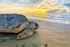 Želve se vračajo na prazne tajske plaže