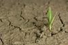 Sušno obdobje skrbi kmete tudi v Furlaniji - Julijski krajini