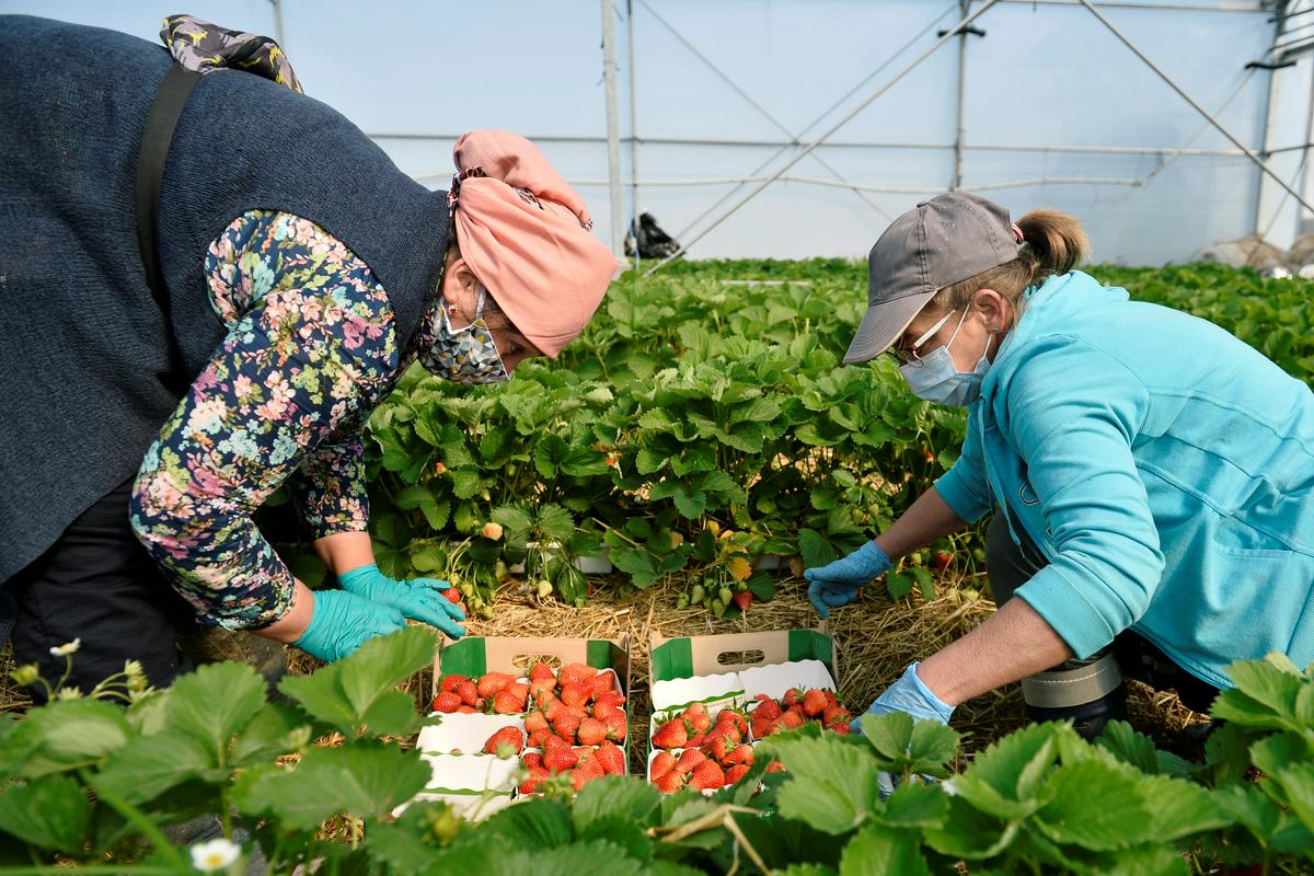 Številne evropske države se pri delu v kmetijstvu zanašajo na sezonske delavce, zlasti z Vzhoda. Foto: Reuters
