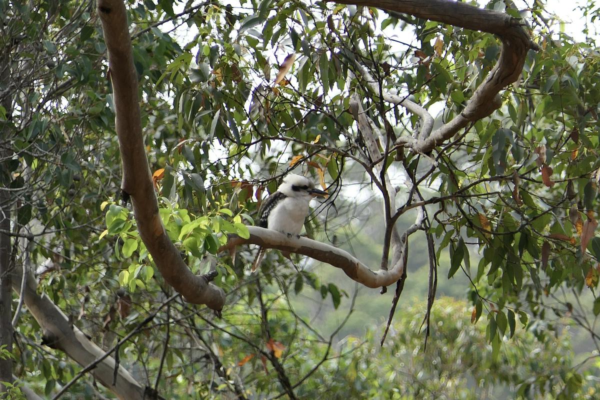 Avstralski ptič kookaburra (smejoči avstralski ptič). Foto: Zala Bojović