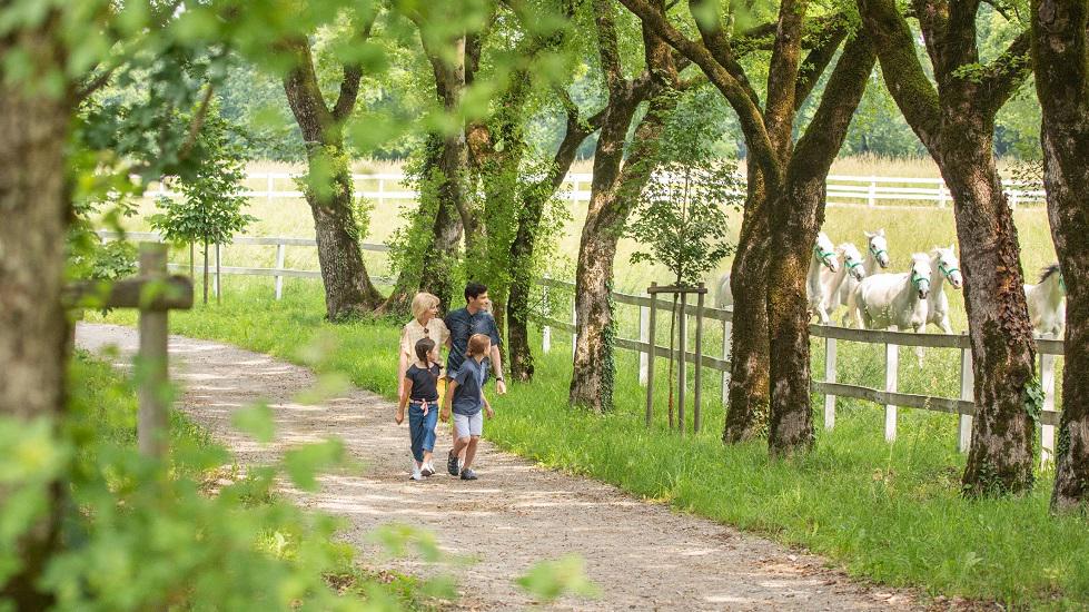 Kobilarna Lipica bo za uporabo nepremičnin v lasti države plačevala nadomestilo