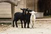 Nemci karantensko osamljenost preganjajo z objemanjem ovc