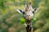 Veselje na Dunaju: najstarejši žirafji samec v Evropi praznuje