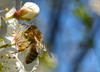Svet na pobudo Slovenije praznuje dan čebel, te marsikje umirajo od lakote