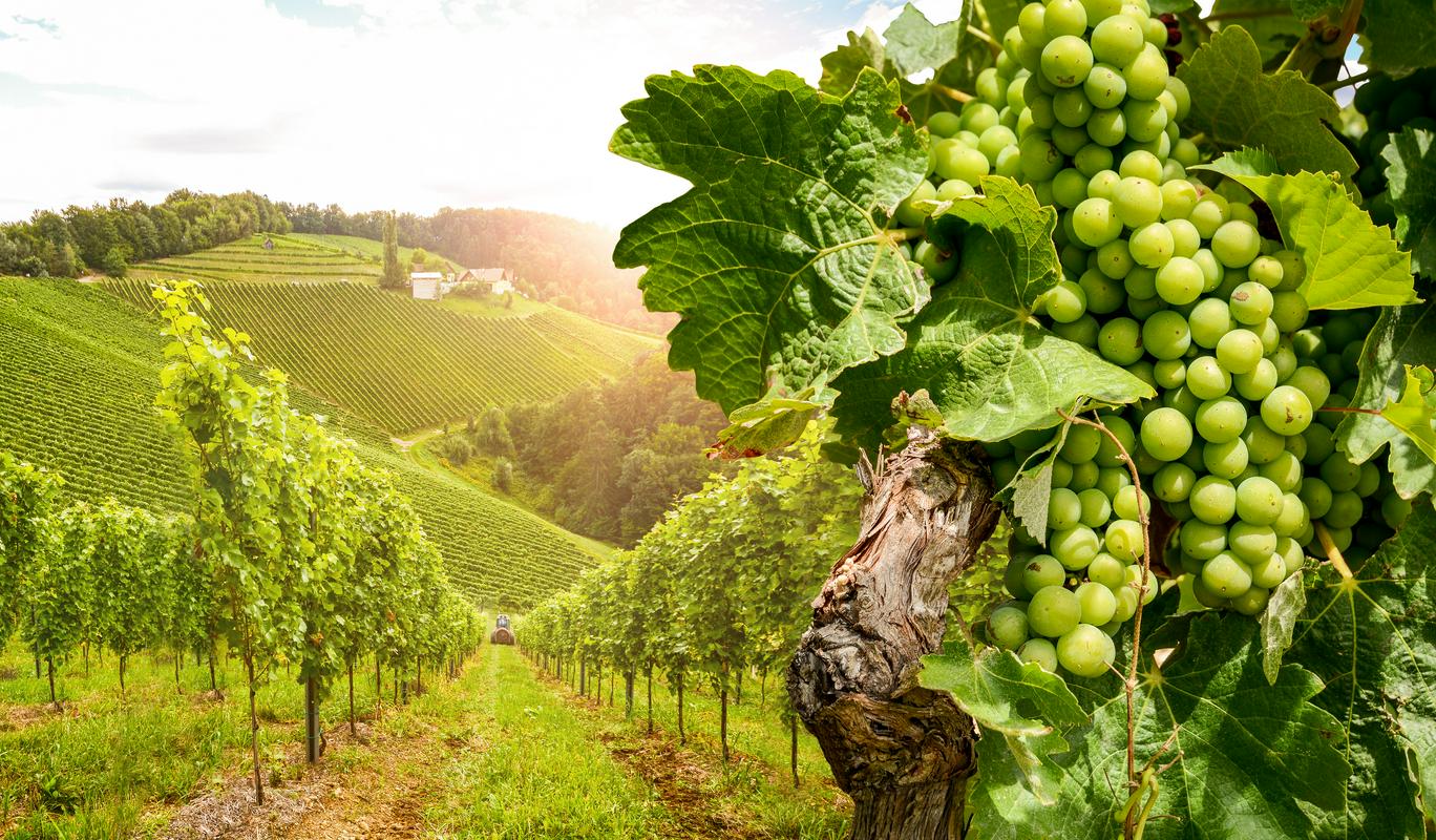 Vinograd. Foto: Shutterstock