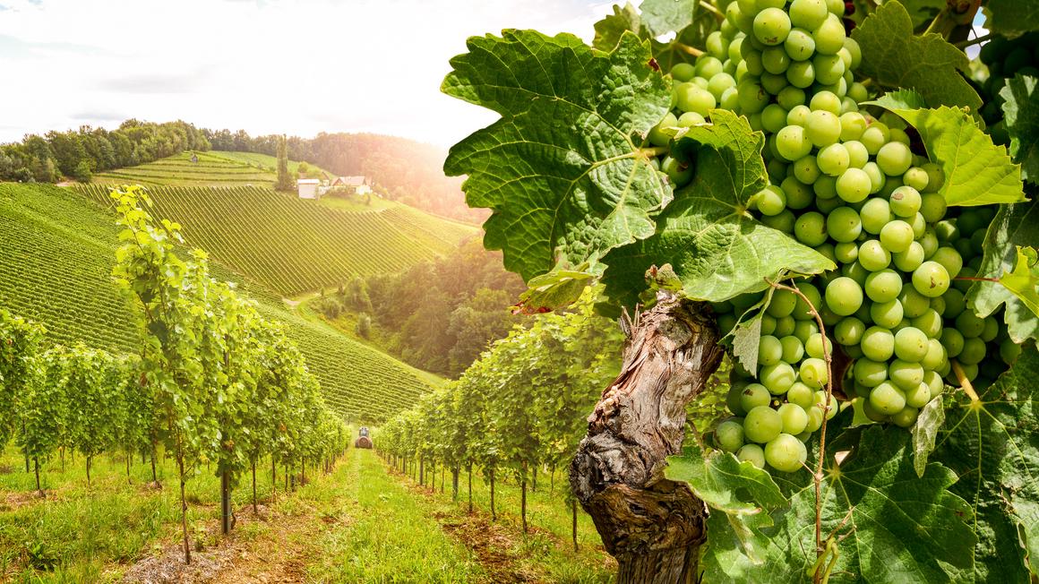 Agencija za kmetijske trge in razvoj podeželja vinogradnikom kot protikrizni ukrep ponuja sofinanciranje zelene trgatve. Foto: Shutterstock