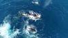 Ko plenilec postane plen: orke so se spravile na velikega belega morskega psa