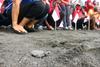 Na Baliju v morje izpustili več kot 10.000 želvjih mladičev