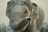 Ganga praznuje svetovni dan slonov