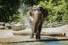 Kaj na svetovni dan slonov počne slonica Ganga? 
