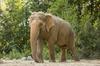 Zakaj  so sloni ogrožena vrsta? 