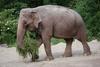 Naj vas slonica Ganga popelje v čudoviti svet slonov