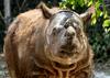 Skoraj izumrle sumatrske nosoroge bodo poskušali klonirati