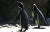 Policisti med rutinsko patruljo sredi vasi našli pingvina