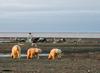 ZDA: Izkoriščanje nafte na območju zavetišča za divje živali na Aljaski