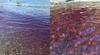 Morje pri Strunjanu se je obarvalo vijoličasto