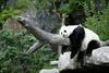 Samica orjaškega pande Mei Šiang poskrbela za naraščaj 