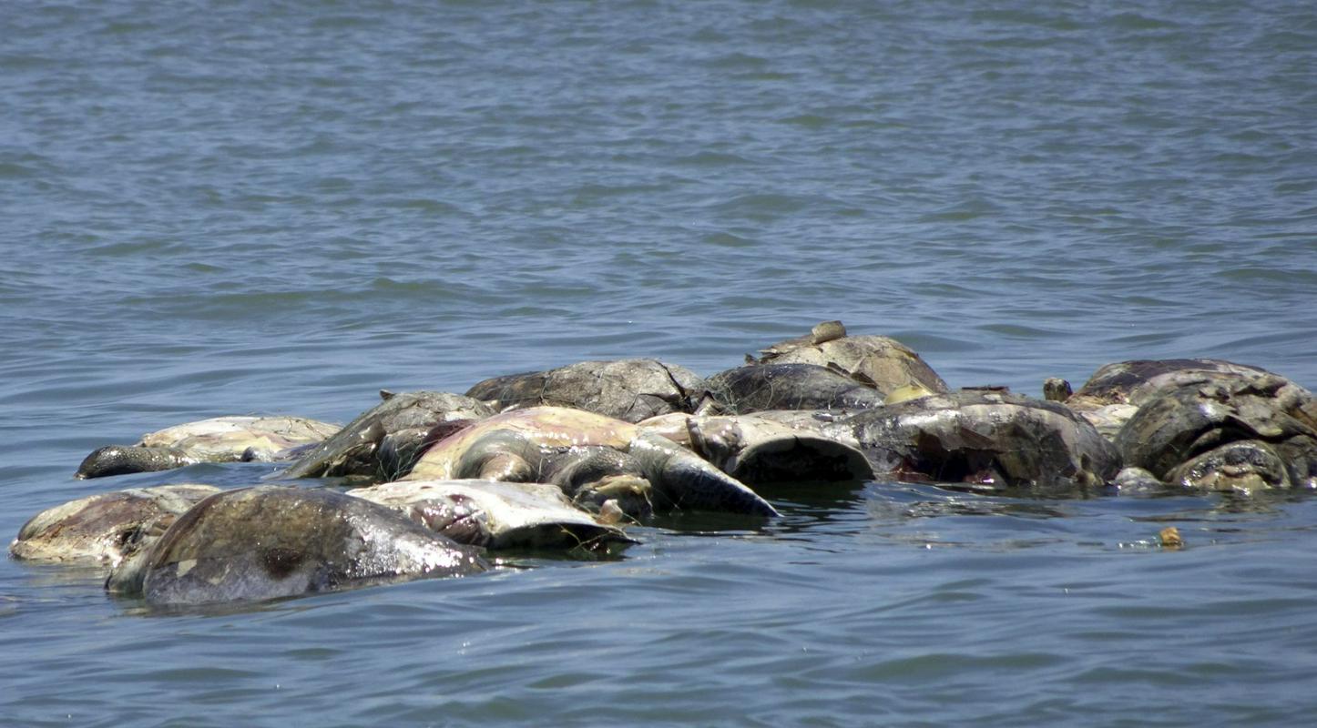 Pogin 300 želv v mehiškem morju leta 2018, ker so se ujele v fantomske mreže. Foto: AP