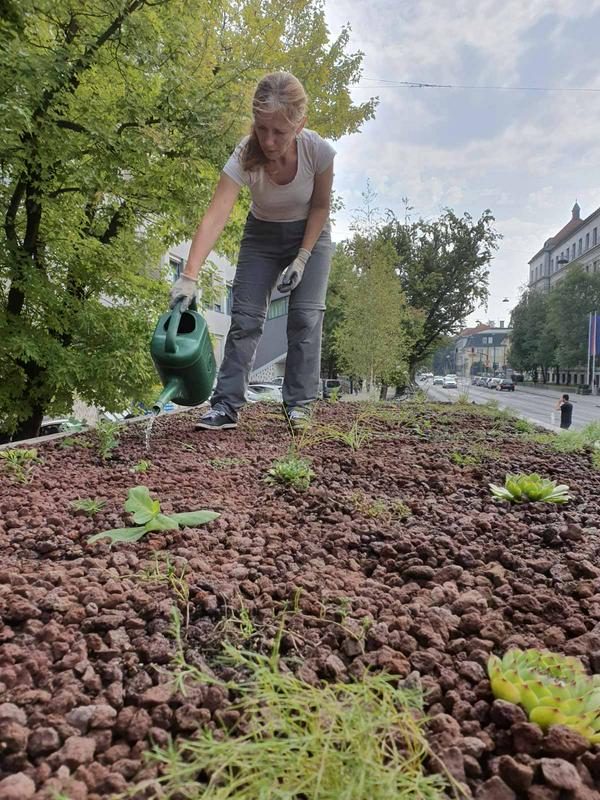 Za rastline bodo botaniki tudi v prihodnje dobro skrbeli. Foto: Facebook/Botanični vrt Univerze v Ljubljani