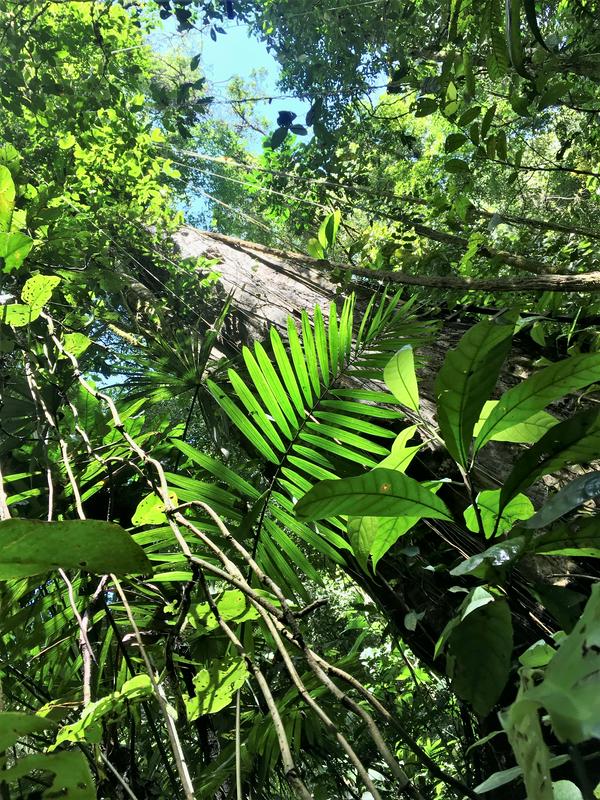Skozi gost preplet tropskih dreves prodrejo le trije odstotki sončeve svetlobe. Foto: Anja Čuček