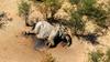 330 slonov v Bocvani naj bi poginilo zaradi strupenih alg v vodi
