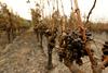 Kalifornija še vedno v plamenih ‒ vinogradi uničeni, domačini bežijo